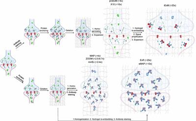 Towards a Comprehensive Optical Connectome at Single Synapse Resolution via Expansion Microscopy